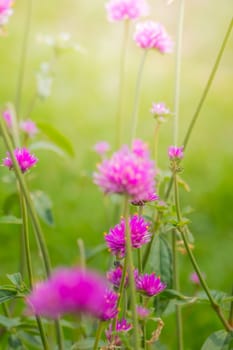 The background image of the colorful flowers, background nature