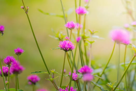 The background image of the colorful flowers, background nature