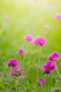 The background image of the colorful flowers, background nature