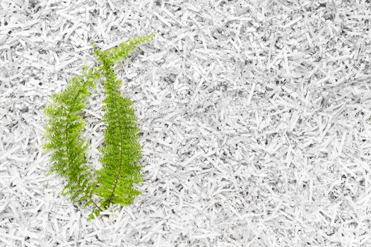 Green fern plant in a heap of white shredded paper.