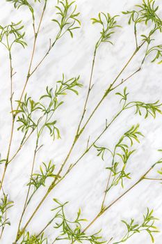 Young green bamboo branches with young green leaves, on marble background.