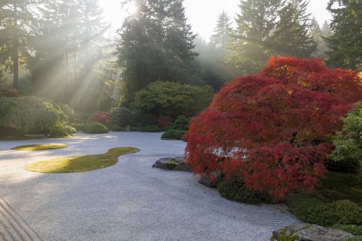 Sun rays over flat sand garden with old Jaoanese Red Lace Leaf Maple Tree during fall season