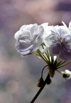 white geranium flower, just bloomed, flowers on the windowsill