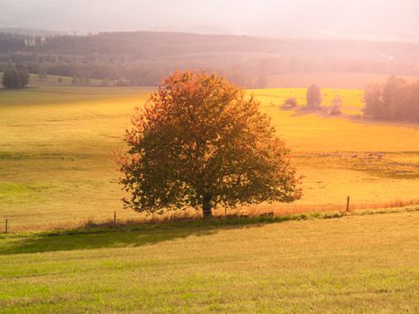Landscape of Sumava with lonesome tree in the middle of meadow, Czech Republic.
