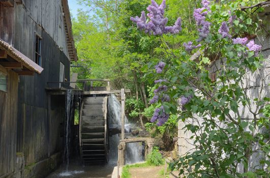 Spring at the Water Mill in Ohaba, Romania