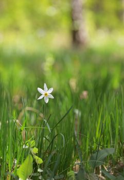 Single wild daffodils on field