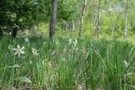 Meadow of wild daffodils on field