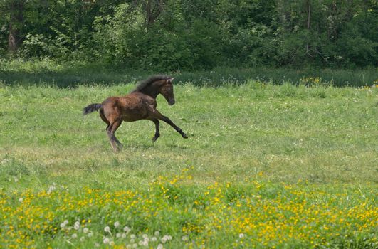 Foal run on a spring pasture