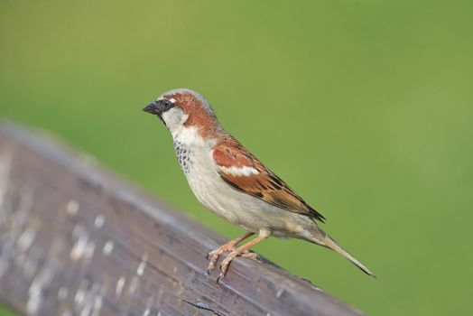 House Sparrow( Passer domesticus ) in nature
