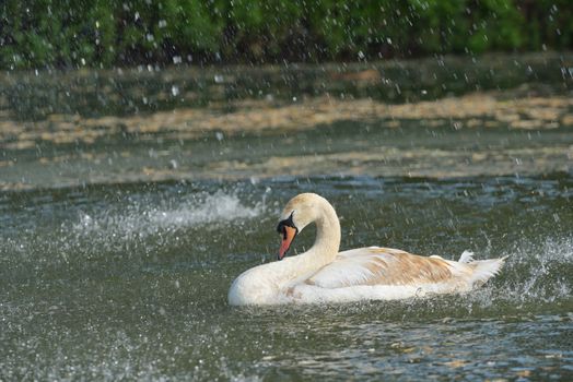 Swan in spring rain on lake