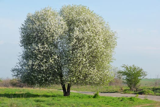 Blossoming Cherry Tree in Spring