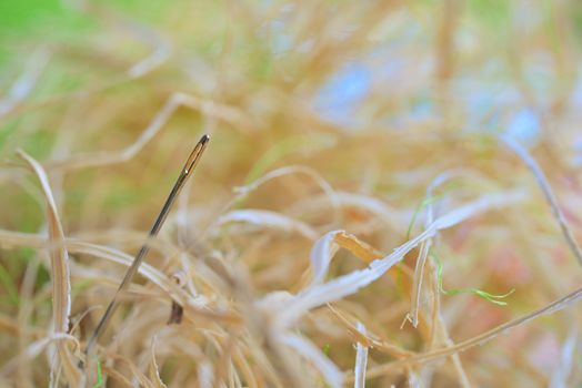 Looking for a needle in a haystack on field