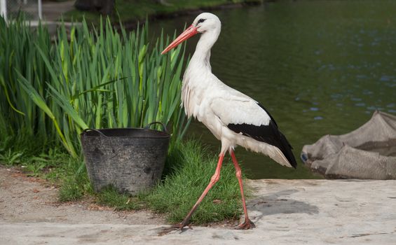 White stork is marching in front of a small fishing dam.