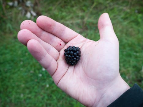 a single ripe and big blackberry in hand freshly picked; Essex; UK