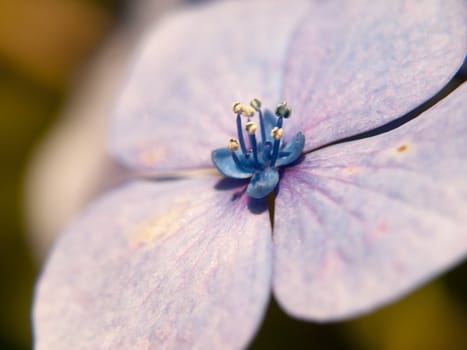 close up pink, blue, and purple hydrangea; Essex; UK