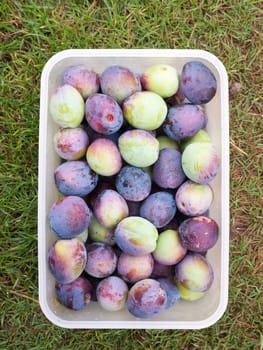 freshly picked damsons in a tub on grass; Essex; UK