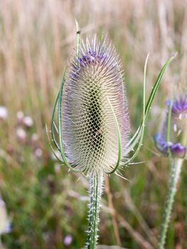 full grown spiky milk thistle spike outside close up; Essex; UK