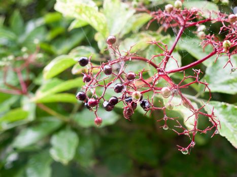 green and black growing elderberry in the garden with rain drops; Essex; UK