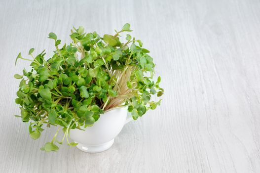 Sprouted radish sprouts in a cup.  Organic micro greens for vegan cooking. Healthy food and diet concept.  