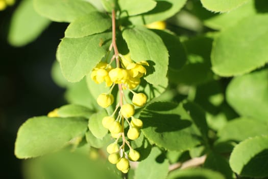Yellow flowers cluster on blooming Common or European Barberry, Berberis Vulgaris