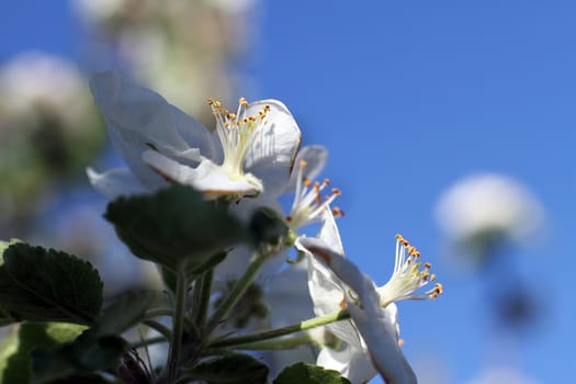 Tiny White apple flowers in spring in the garden macro