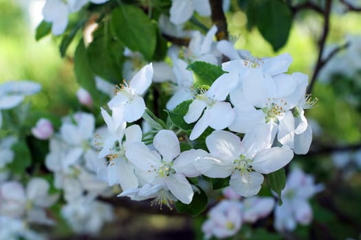 White apple flowers in spring in the garden close up