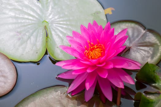 The background image of the colorful flowers, background nature