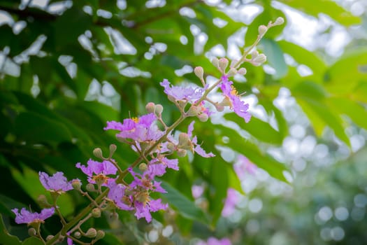 The background image of the colorful flowers, background nature