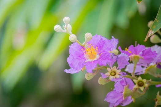 The background image of the colorful flowers, background nature