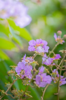 The background image of the colorful flowers, background nature