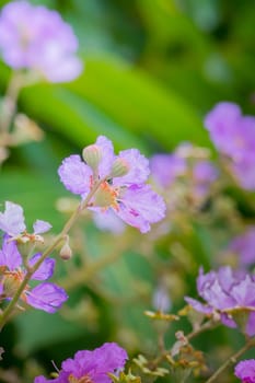 The background image of the colorful flowers, background nature