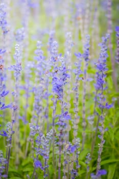 The background image of the colorful flowers, background nature