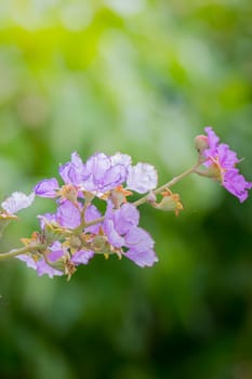 The background image of the colorful flowers, background nature