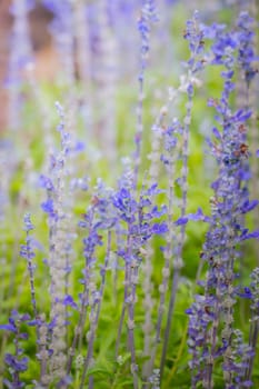 The background image of the colorful flowers, background nature