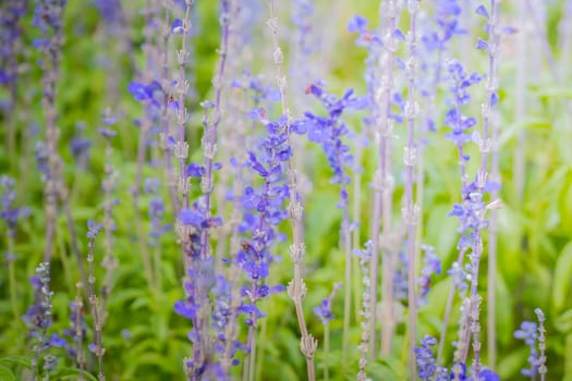 The background image of the colorful flowers, background nature