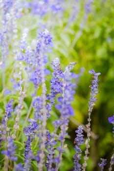 The background image of the colorful flowers, background nature