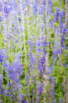 The background image of the colorful flowers, background nature