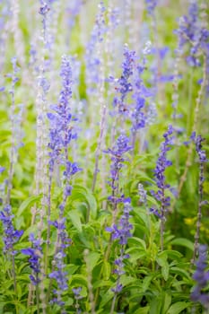 The background image of the colorful flowers, background nature