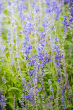 The background image of the colorful flowers, background nature