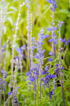 The background image of the colorful flowers, background nature