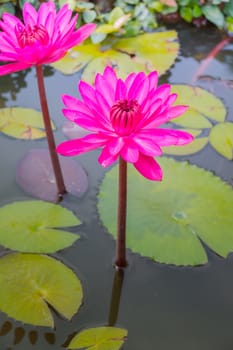 The background image of the colorful flowers, background nature