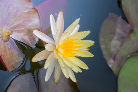 The background image of the colorful flowers, background nature