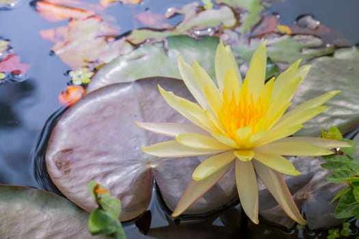 The background image of the colorful flowers, background nature