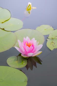 The background image of the colorful flowers, background nature