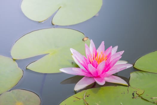 The background image of the colorful flowers, background nature