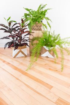 Beautiful green plants in a room with wooden floor. Boston fern, Asparagus fern and Croton plant. Space for text.