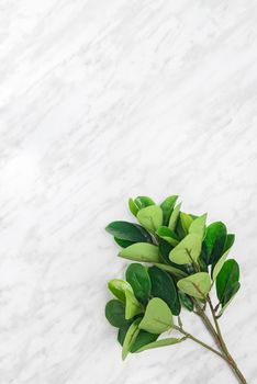 Ficus tree branch on marble background, with copy space on top.