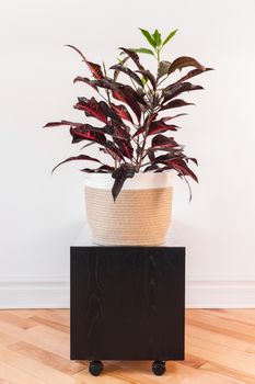 Colorful Croton plant in a textile basket, on a black side table with wheels.