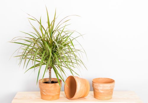 Dracaena marginata tricolor, or Madagascar dragon tree. Plant and clay pots on a wooden shelf.