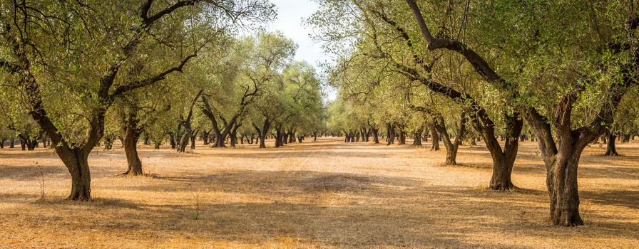 Italy, Puglia region, south of the country. Traditional plantation of olive trees.